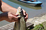 Drinsko jezero ribolov
